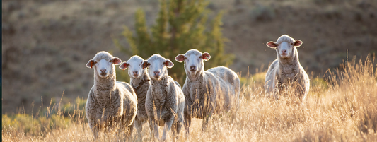 Five of the sheep that produce Shaniko wool peering towards you inquisitively.